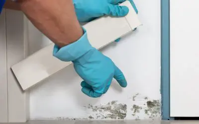4 Signs of Mold in Your Home