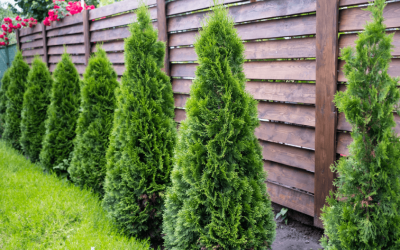 The Best Ways to Create Privacy for Your Outdoor Area