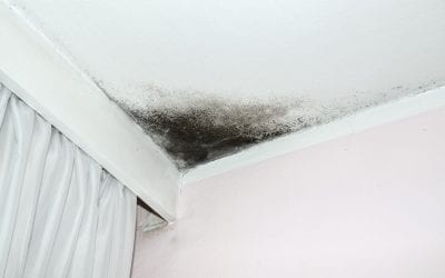 8 Things That Cause Mold At Home