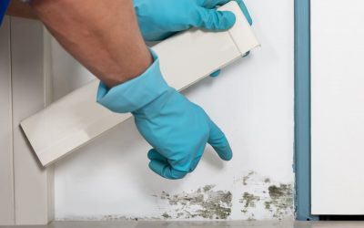 4 Signs of Mold in Your Home