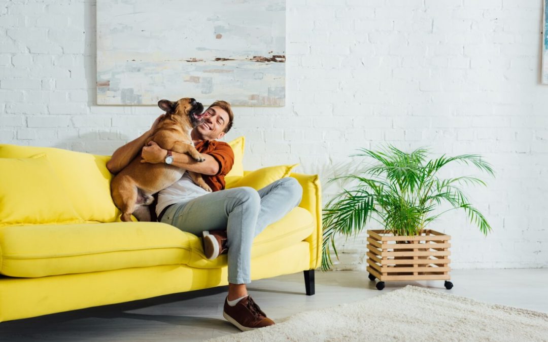 7 Pet-Friendly Houseplants: Keep Your Dog or Cat Safe and Healthy