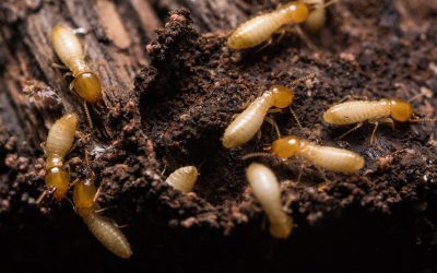 How to Prevent Termites at Home: A Comprehensive Guide