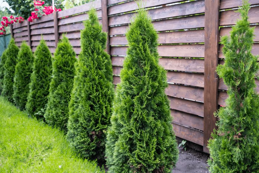 The Best Ways to Create Privacy for Your Outdoor Area